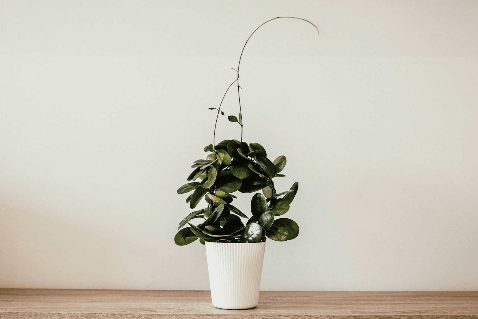 Plant background